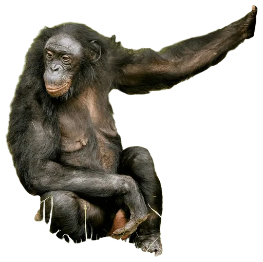 Bonobo (Pan paniscus)