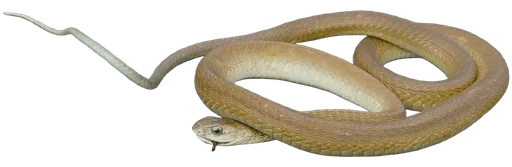 Boomslang (Dispholidus typus)