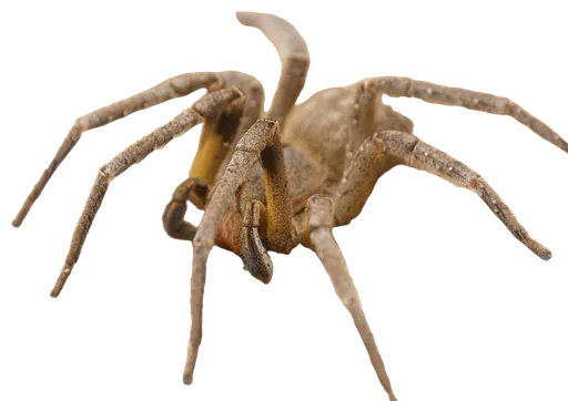 Brazilian Wandering Spider (Phoneutria nigriventer)