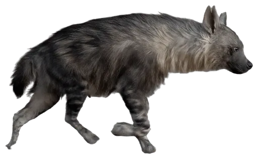 Brown Hyena (Parahyaena brunnea)