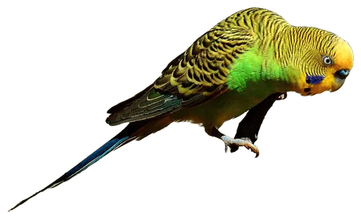 Budgerigar (Melopsittacus undulatus)