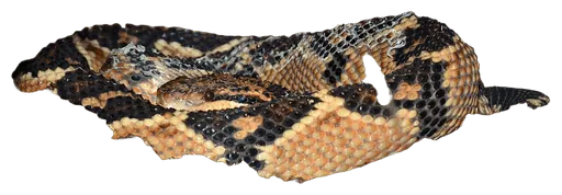 Bushmaster (Lachesis muta)