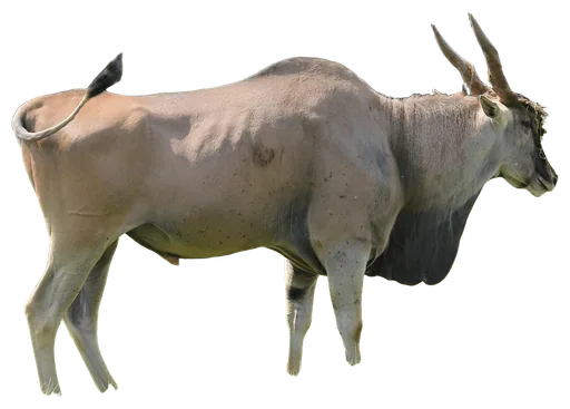 Common Eland (Taurotragus oryx)