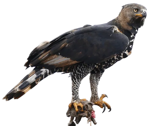Crowned Eagle (Stephanoaetus coronatus)