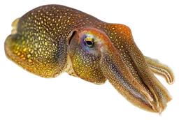 Cuttlefish