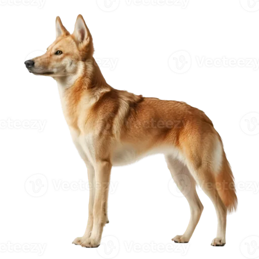 Dingo