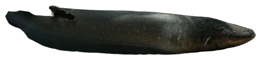 Electric Eel