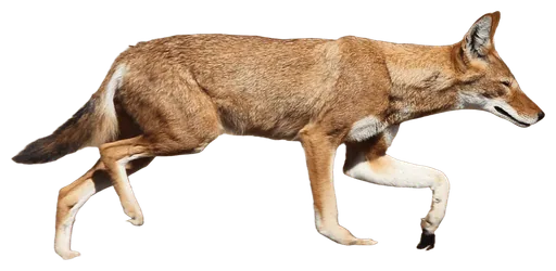 Ethiopian Wolf (Canis simensis)