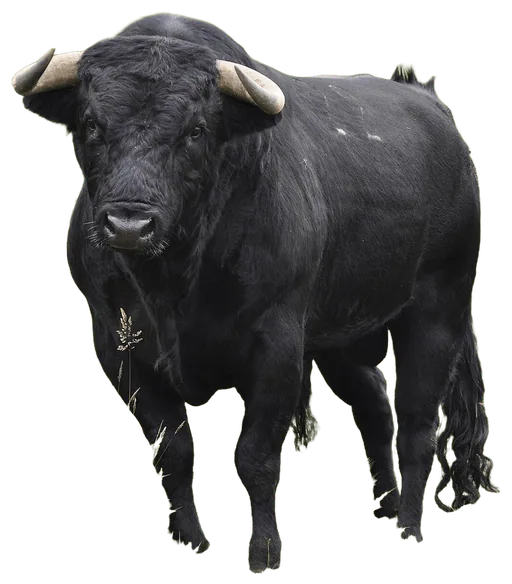 Fighting Bull (Bos taurus)