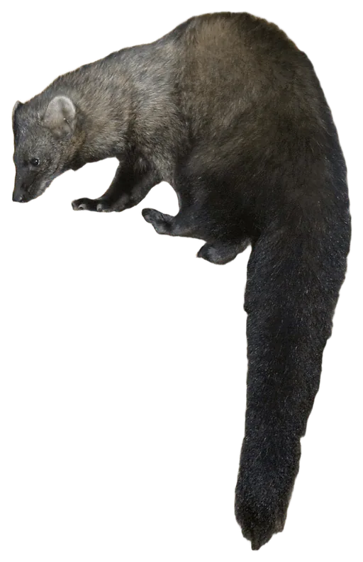 Fisher (Pekania pennanti)