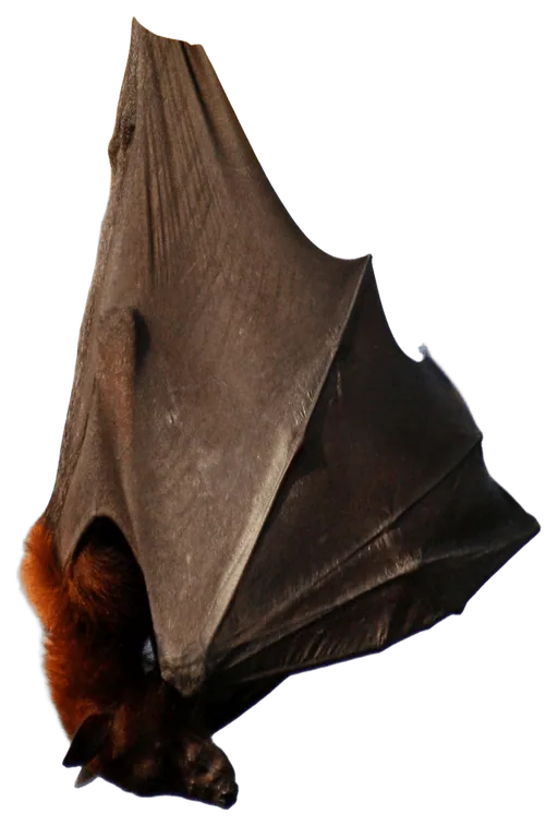 Flying Fox (Pteropus vampyrus)