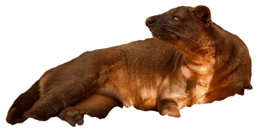 Fossa (Cryptoprocta ferox)