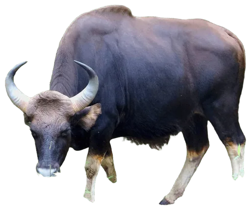 Gaur (Bos gaurus)