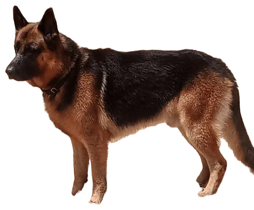 German Shepherd (Canis familiaris)