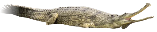 Gharial (Gavialis gangeticus)