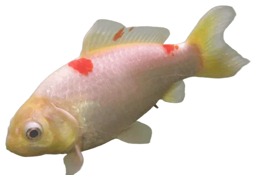 Goldfish (Carassius auratus)
