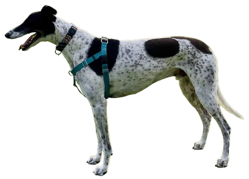 Greyhound (Canis familiaris)