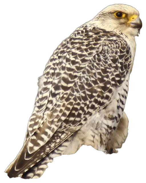 Gyrfalcon (Falco rusticolus)