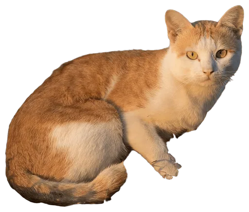 House Cat (Felis catus)