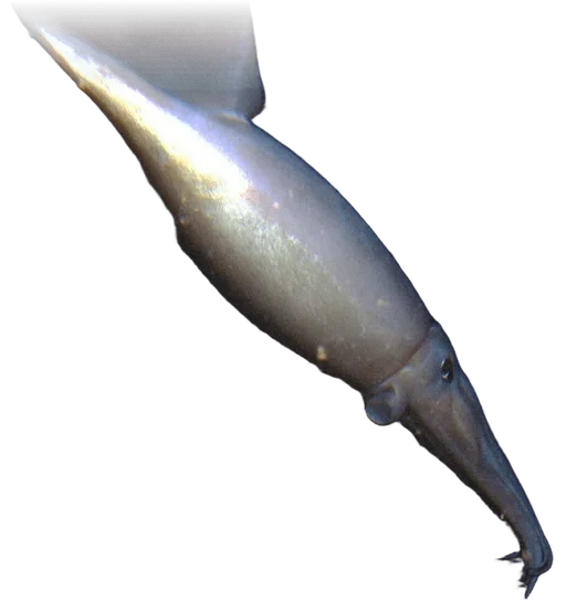 Humboldt Squid (Dosidicus gigas)