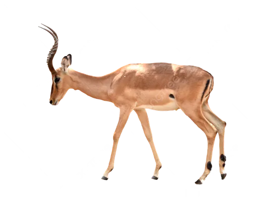 Impala