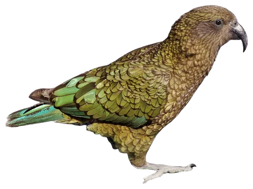 Kea (Nestor notabilis)