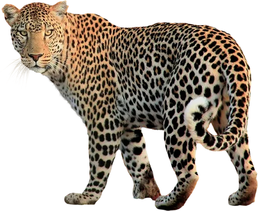 Leopard