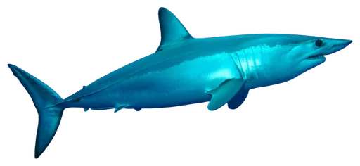 Mako Shark (Isurus oxyrinchus)
