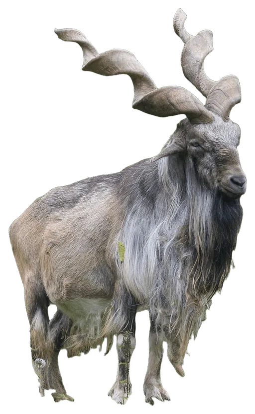 Markhor (Capra falconeri)