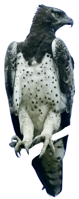 Martial Eagle (Polemaetus bellicosus)