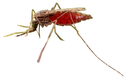 Mosquito (Anopheles gambiae)