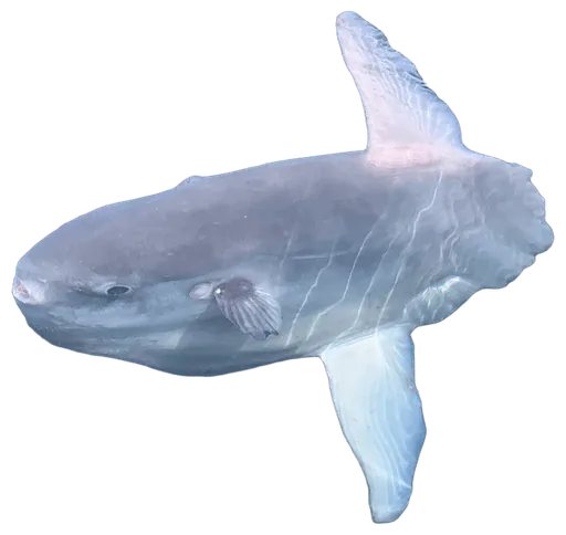 Ocean Sunfish (Mola mola)