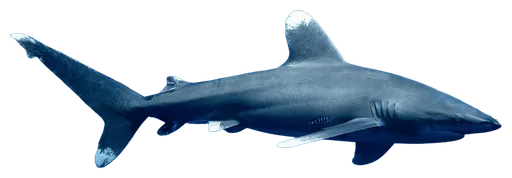 Oceanic Whitetip Shark (Carcharhinus longimanus)