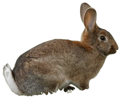 Rabbit