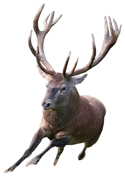Red Deer (Cervus elaphus)