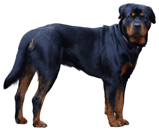 Rottweiler (Canis familiaris)