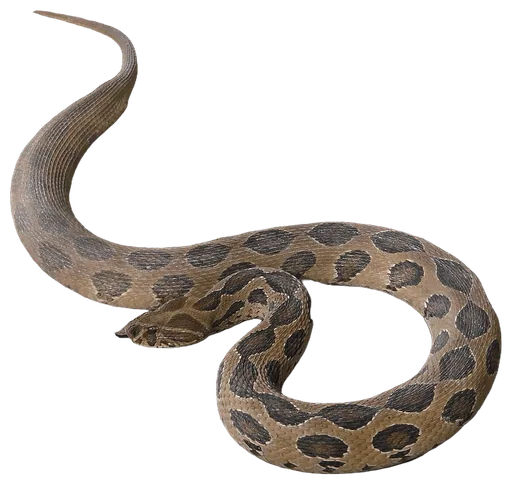 Russell's Viper (Daboia russelii)