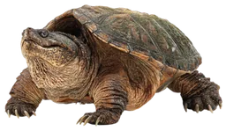 Snapping Turtle