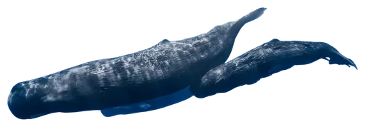Sperm Whale (Physeter macrocephalus)