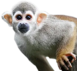 Spider Monkey