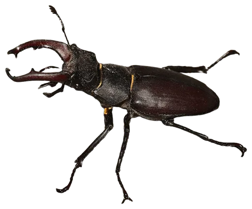 Stag Beetle