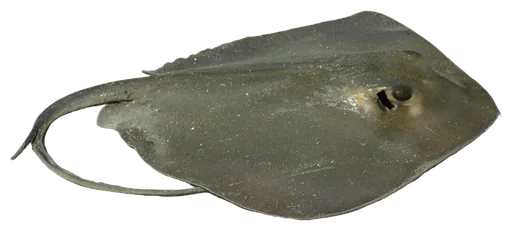 Stingray