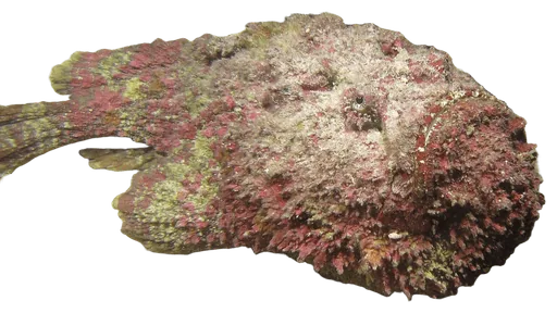 Stonefish (Synanceia verrucosa)