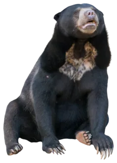 Sun Bear