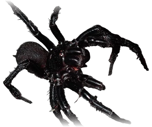 Sydney Funnel-web Spider (Atrax robustus)