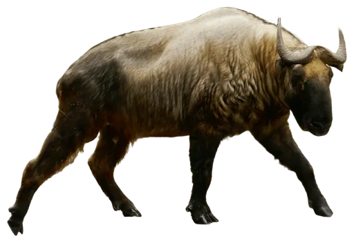 Takin (Budorcas taxicolor)