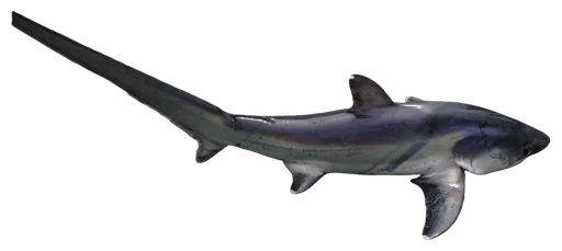 Thresher Shark (Alopias vulpinus)