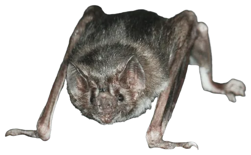 Vampire Bat (Desmodus rotundus)