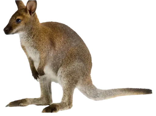 Wallaby