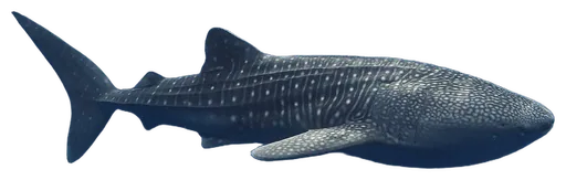 Whale Shark (Rhincodon typus)